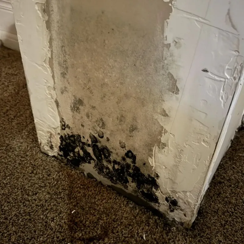 Professional Mold Removal in Evanston, IL